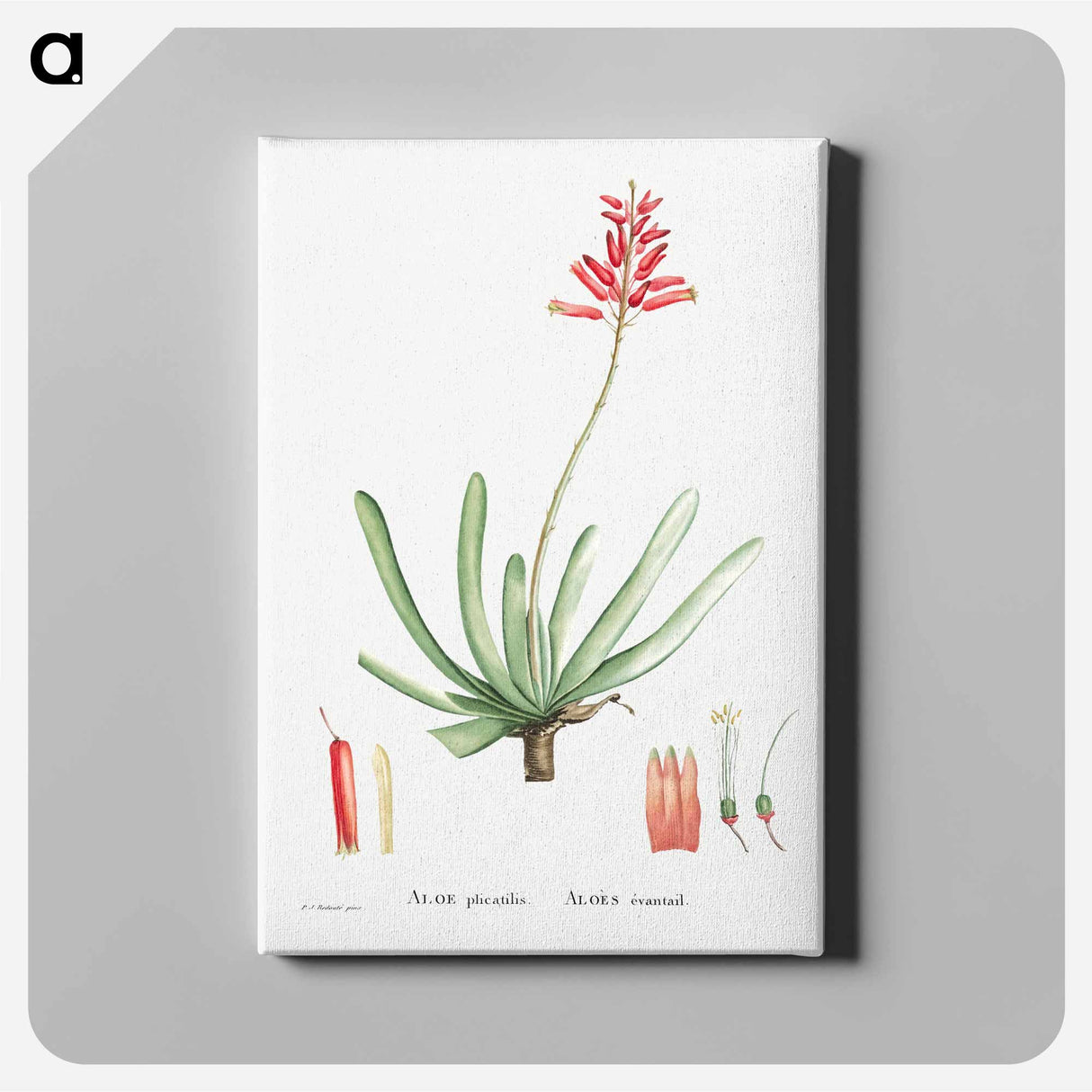 Aloe Plicatilis (Fan–Aloe) - Pierre-Joseph Redouté Canvas.