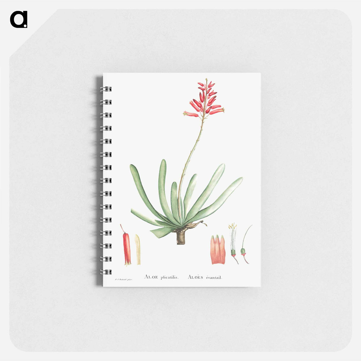 アートメモ帳-Aloe Plicatilis (Fan–Aloe) - ピエール ジョゼフ ルドゥーテ Memo.