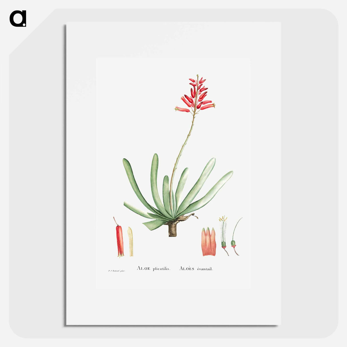 アートポスター-Aloe Plicatilis (Fan–Aloe) - ピエール ジョゼフ ルドゥーテ Poster.