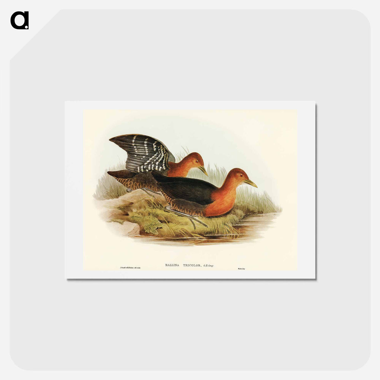 アートポストカード-Red-necked Rail
- オーストラリアの鳥 Postcard.