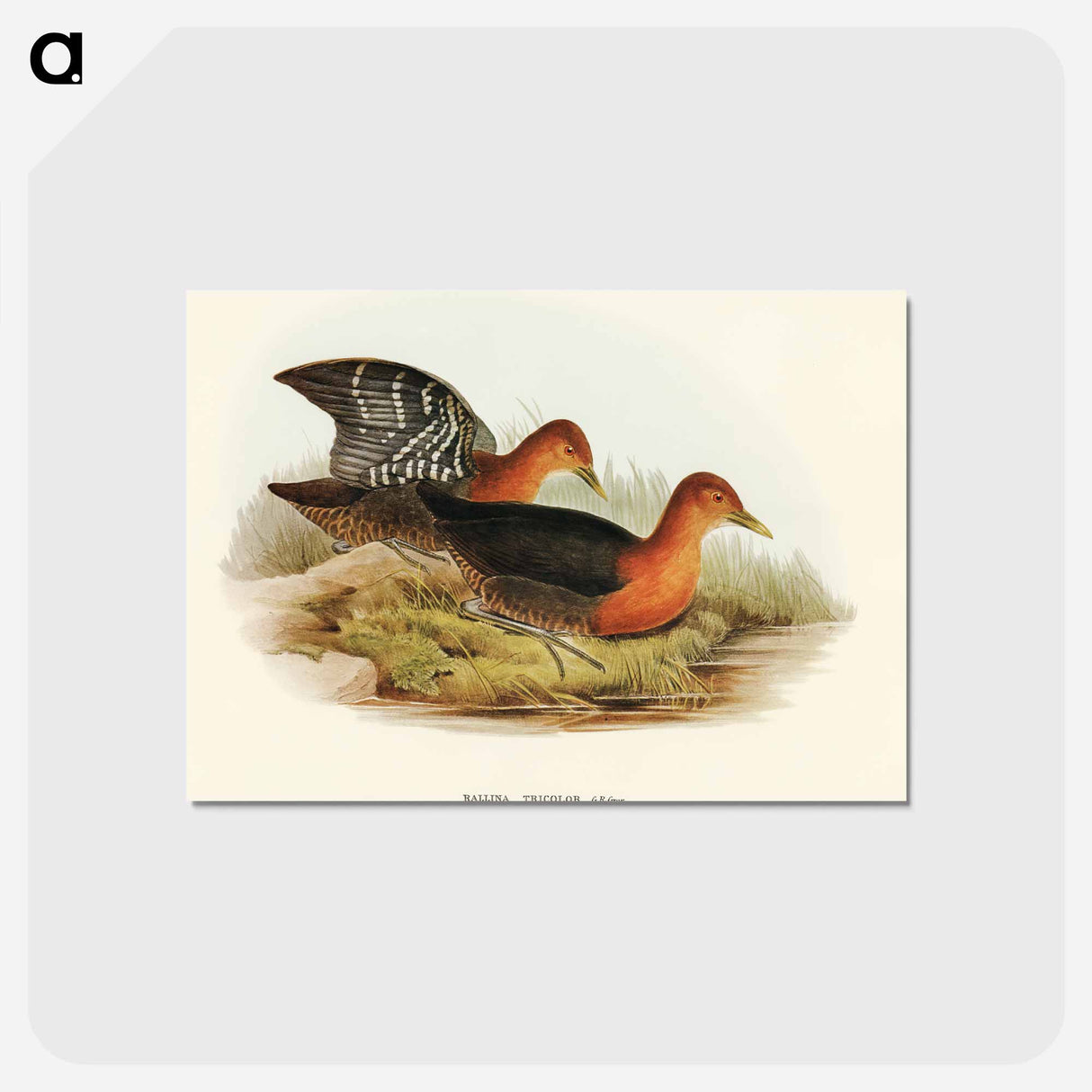 アートポストカード-Red-necked Rail
- オーストラリアの鳥 Postcard.