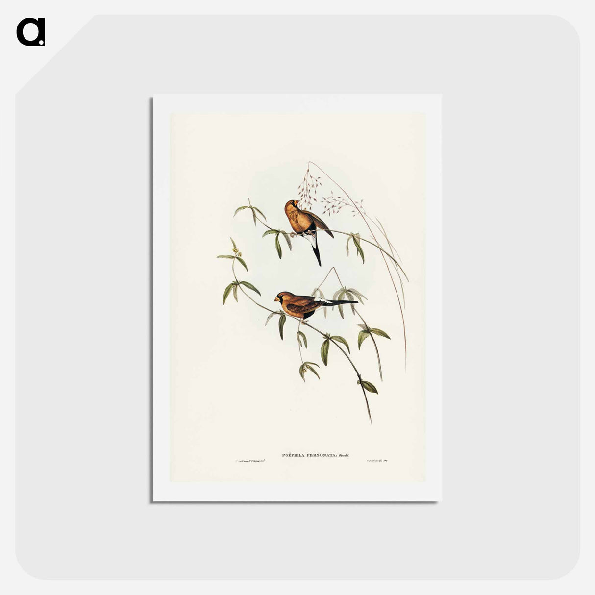 アートポストカード-Masked Grass Finch
- ジョン グールド Postcard.