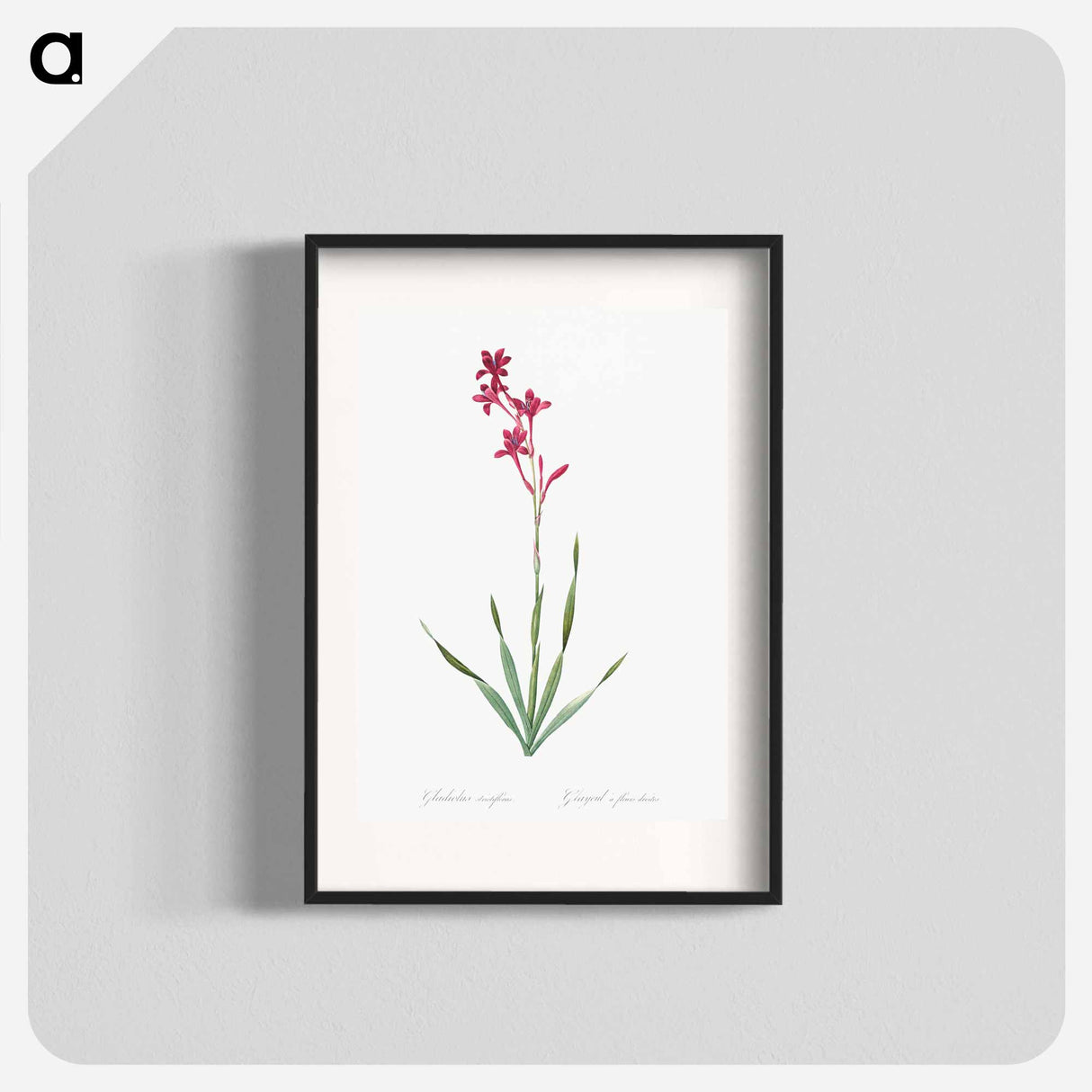 Bugle lily illustration - Pierre Joseph Redouté Poster.