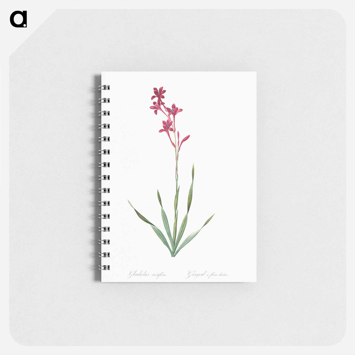 アートメモ帳-Bugle lily illustration - ピエール ジョゼフ ルドゥーテ Memo.