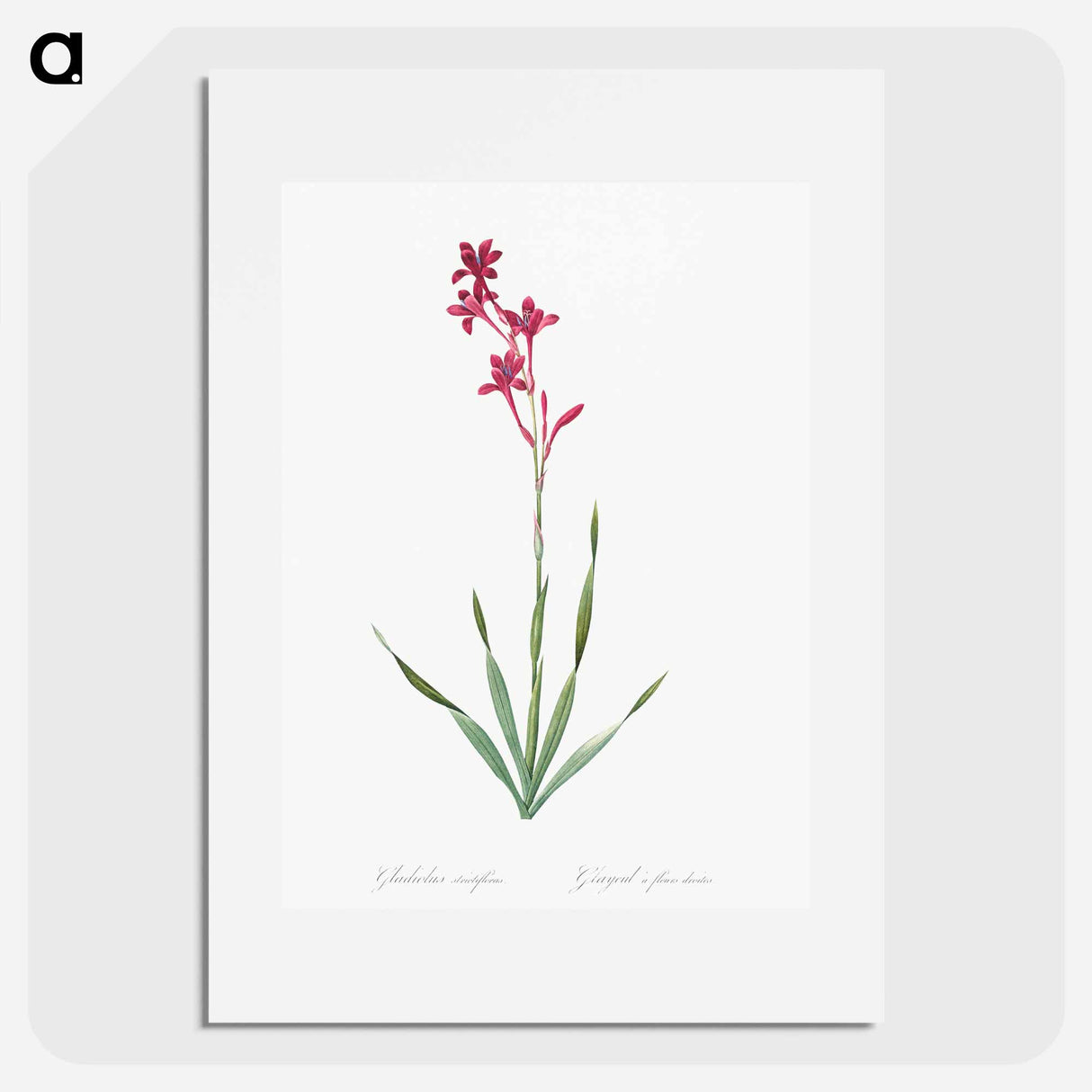 アートポスター-Bugle lily illustration - ピエール ジョゼフ ルドゥーテ Poster.