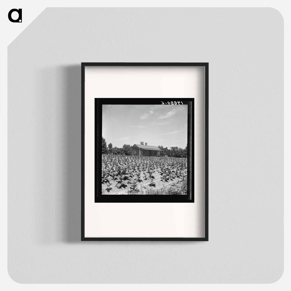Untitled photo - Dorothea Lange Poster.