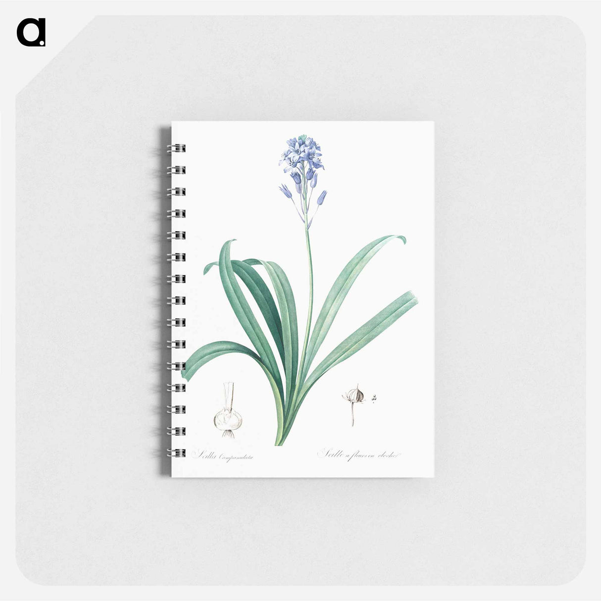 Spanish bluebell illustration - ピエール ジョゼフ ルドゥーテ Memo.