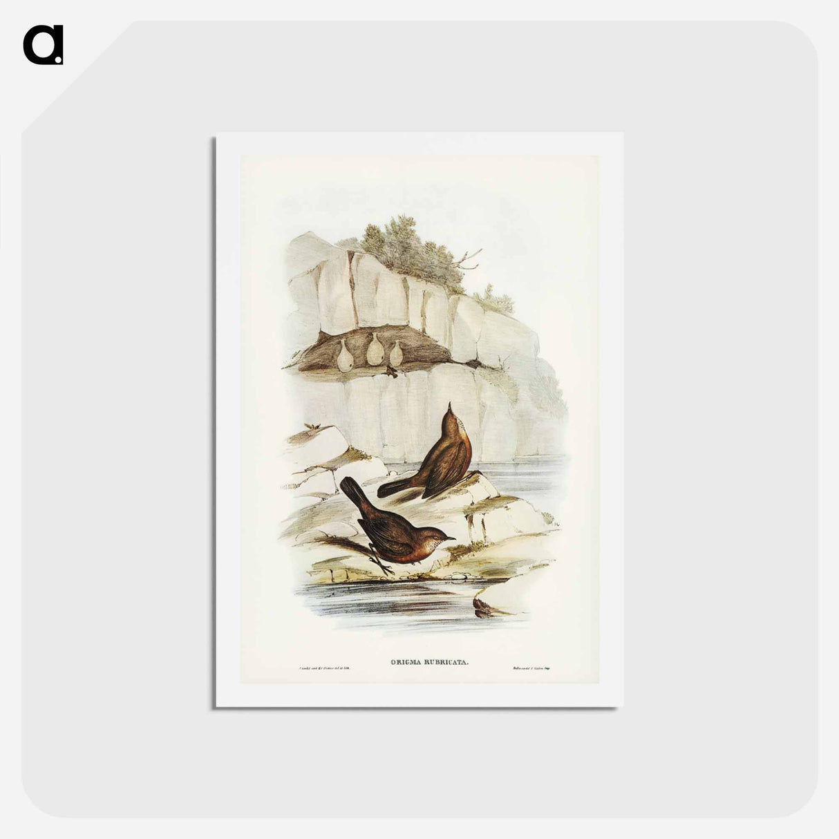アートポストカード-Rock Warbler
- ジョン グールド Postcard.