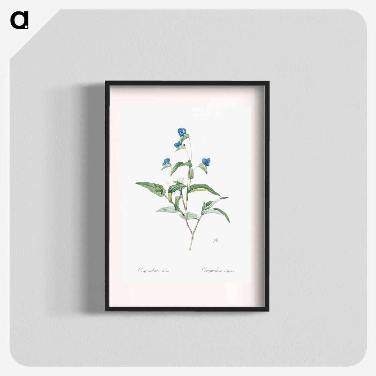 アートポスター-Blue spiderwort illustration - ピエール ジョゼフ ルドゥーテ Poster.