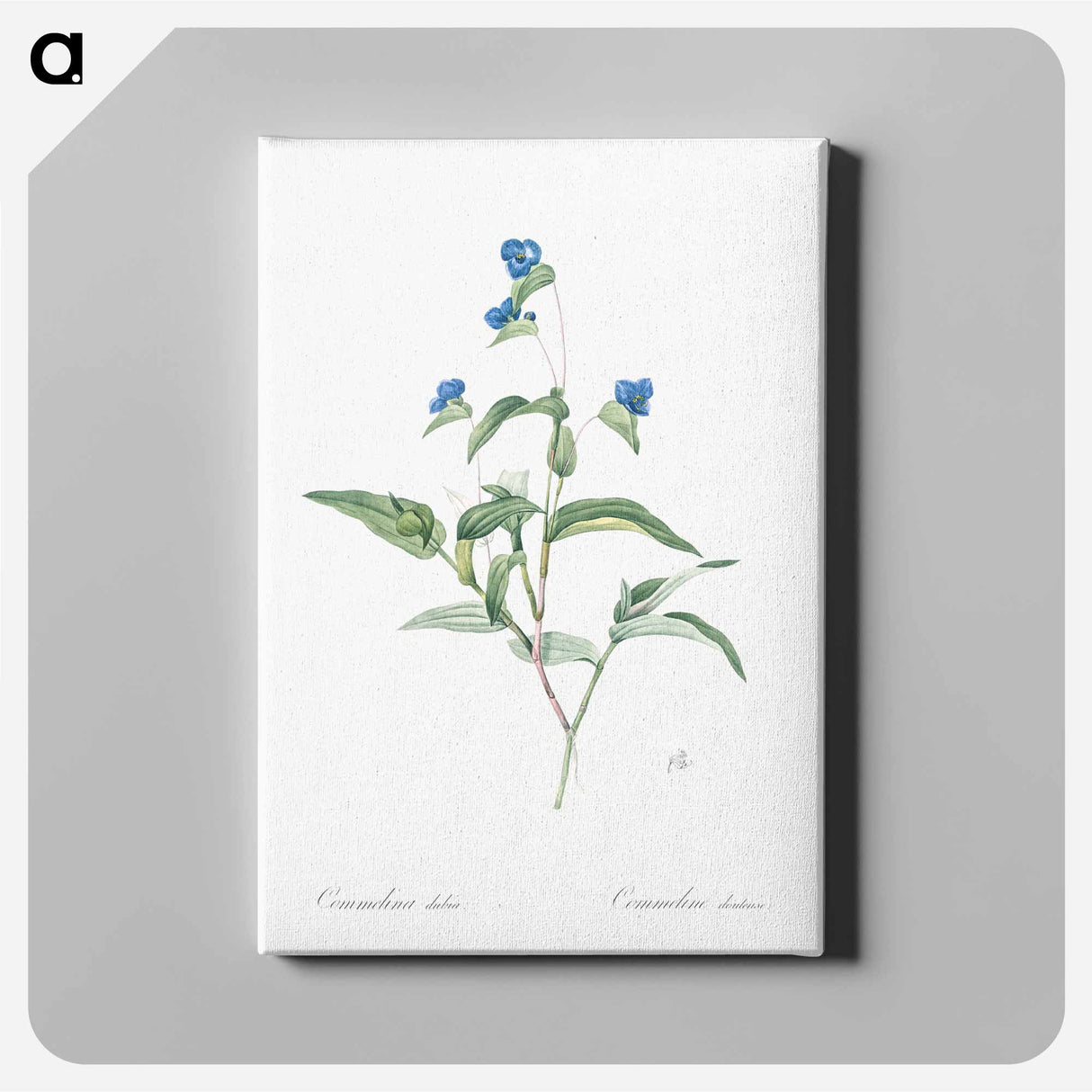 アートパネル-Blue spiderwort illustration - ピエール ジョゼフ ルドゥーテ Canvas.