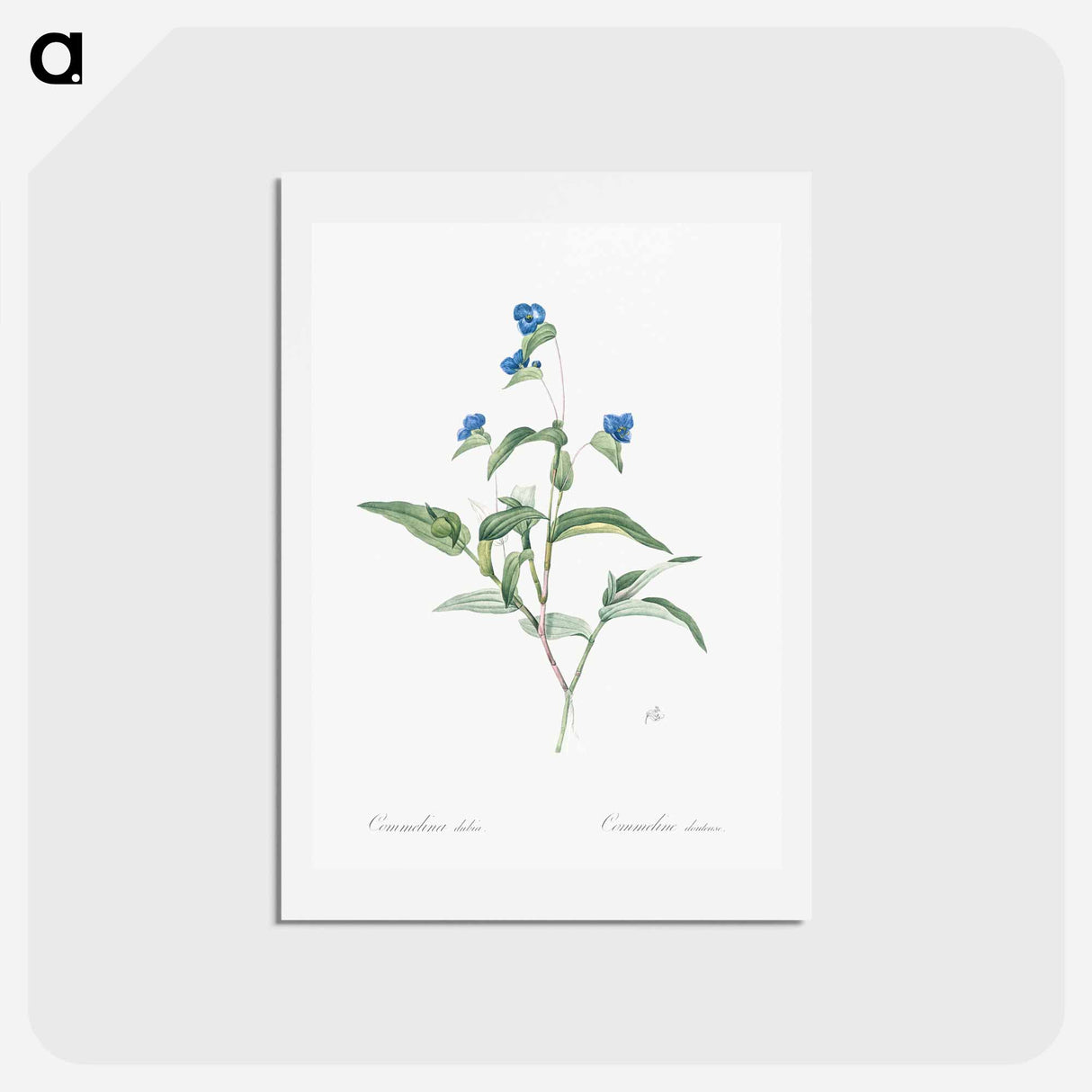 アートポストカード-Blue spiderwort illustration - ピエール ジョゼフ ルドゥーテ Postcard.