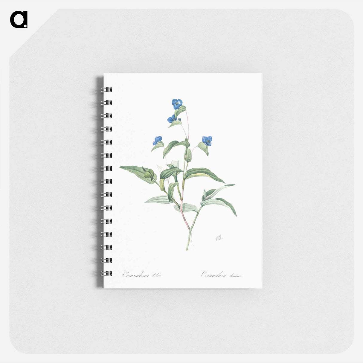 アートメモ帳-Blue spiderwort illustration - ピエール ジョゼフ ルドゥーテ Memo.