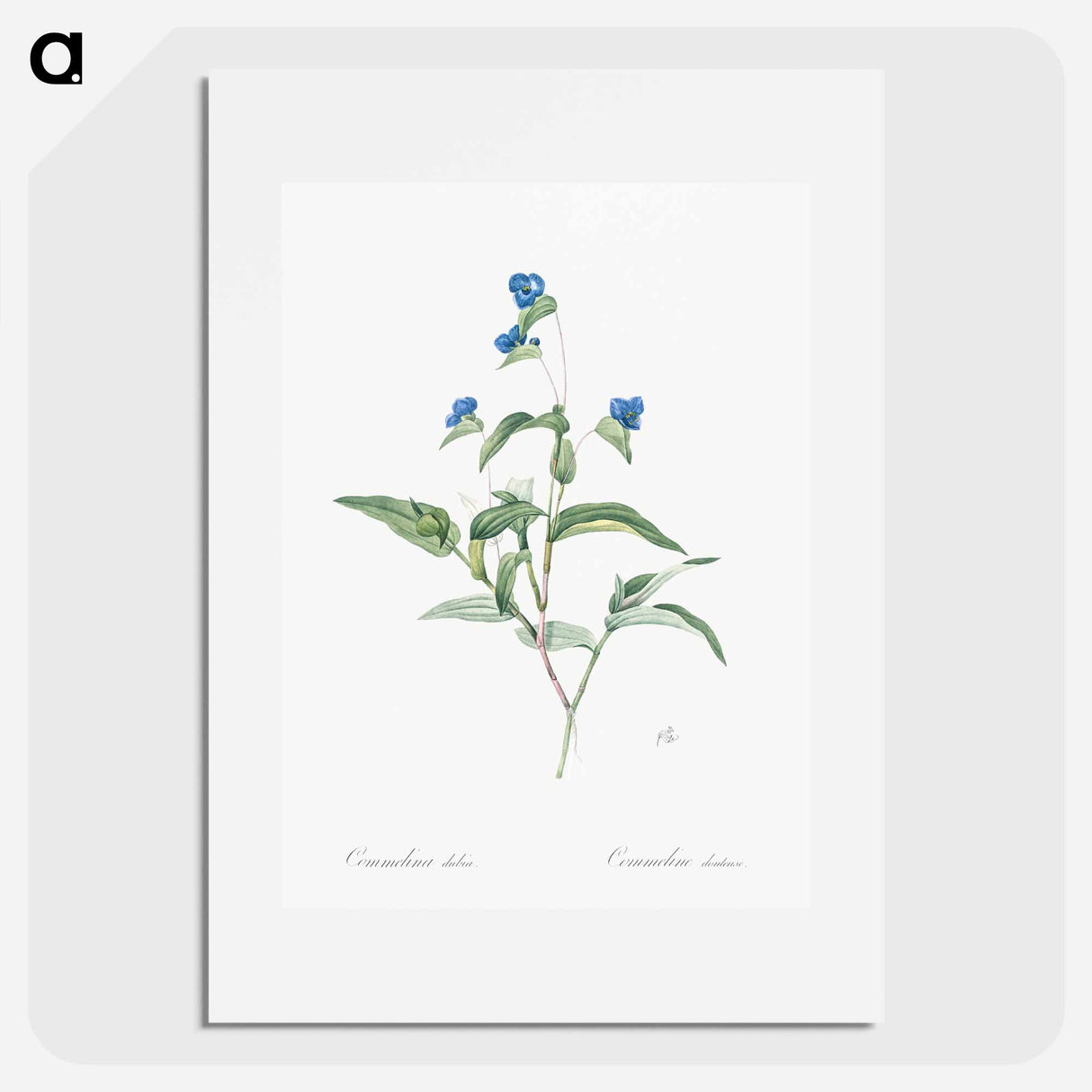 アートポスター-Blue spiderwort illustration - ピエール ジョゼフ ルドゥーテ Poster.