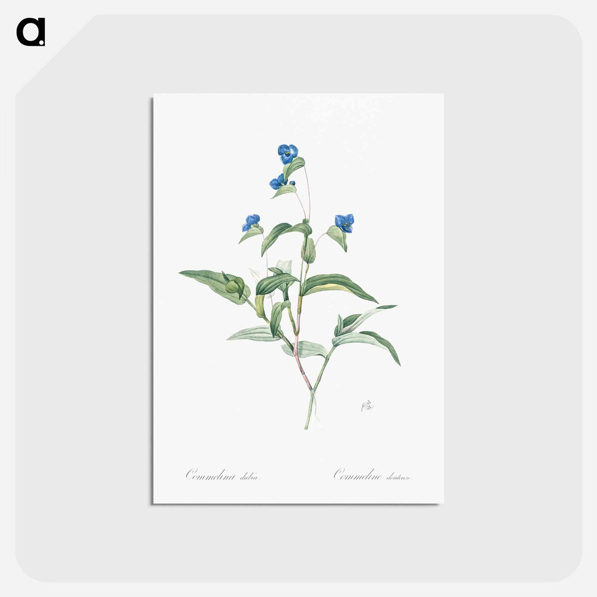 アートポストカード-Blue spiderwort illustration - ピエール ジョゼフ ルドゥーテ Postcard.
