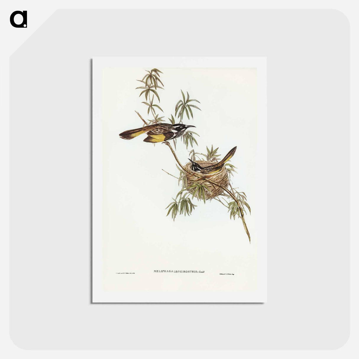 アートポストカード-Long-billed Honey-eater
- ジョン グールド Postcard.