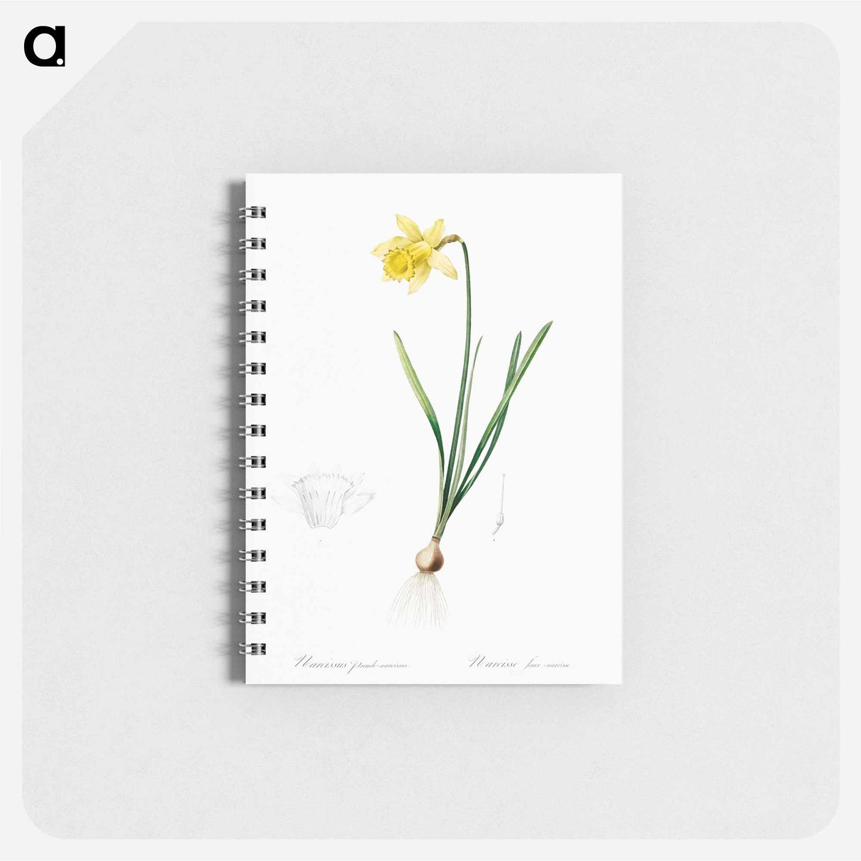 Lent lily illustration - ピエール ジョゼフ ルドゥーテ Memo.