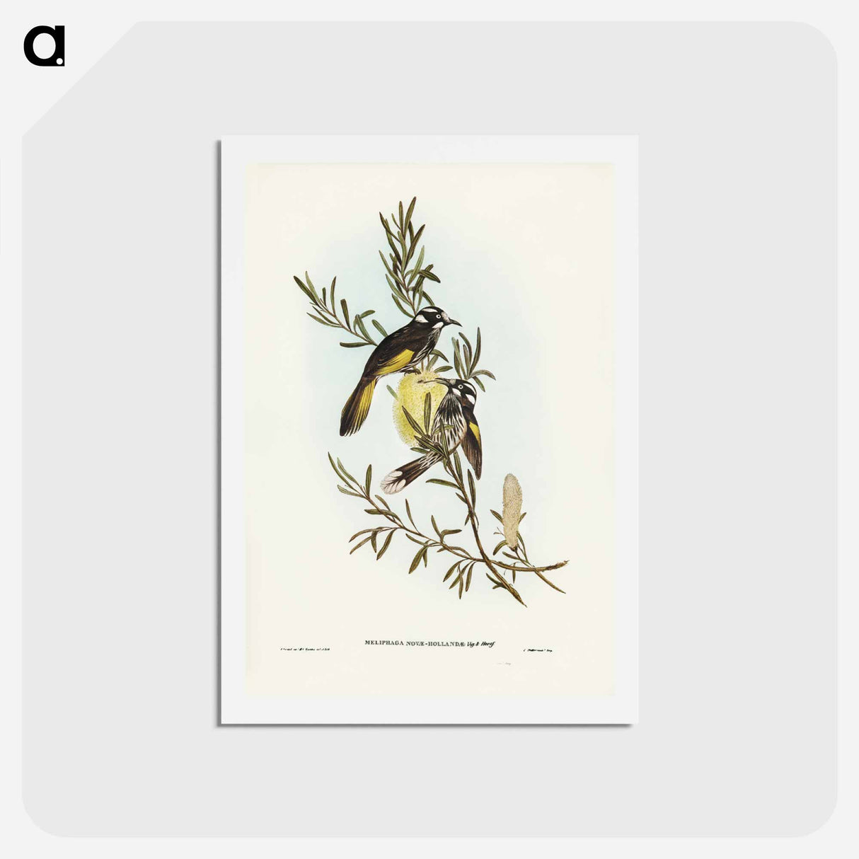 アートポストカード-New Holland Honey-eater
- ジョン グールド Postcard.
