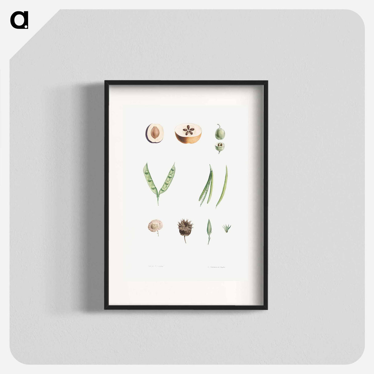 Plants - Pierre Joseph Redouté Poster.