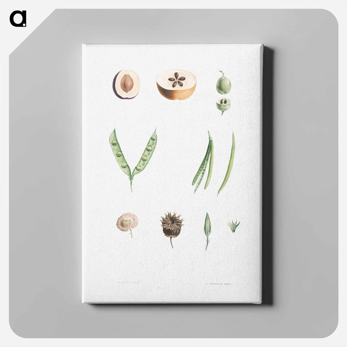 Plants - Pierre-Joseph Redouté Canvas.