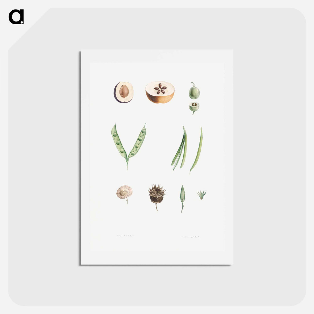 アートポストカード-Plants - ピエール ジョゼフ ルドゥーテ Postcard.