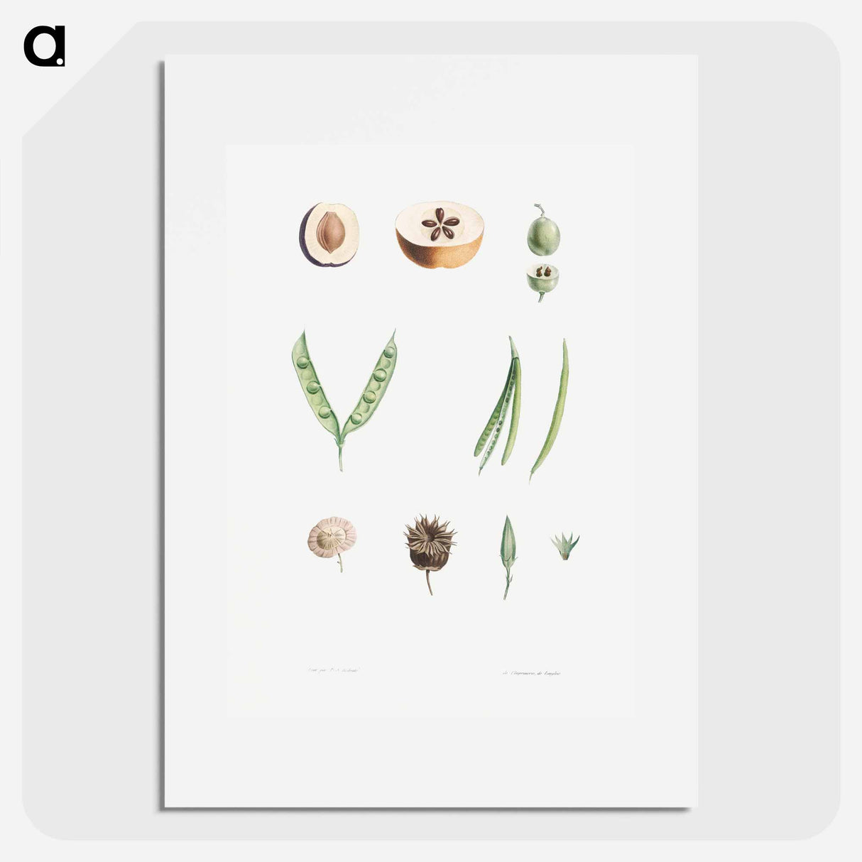 Plants - Pierre Joseph Redouté Poster.