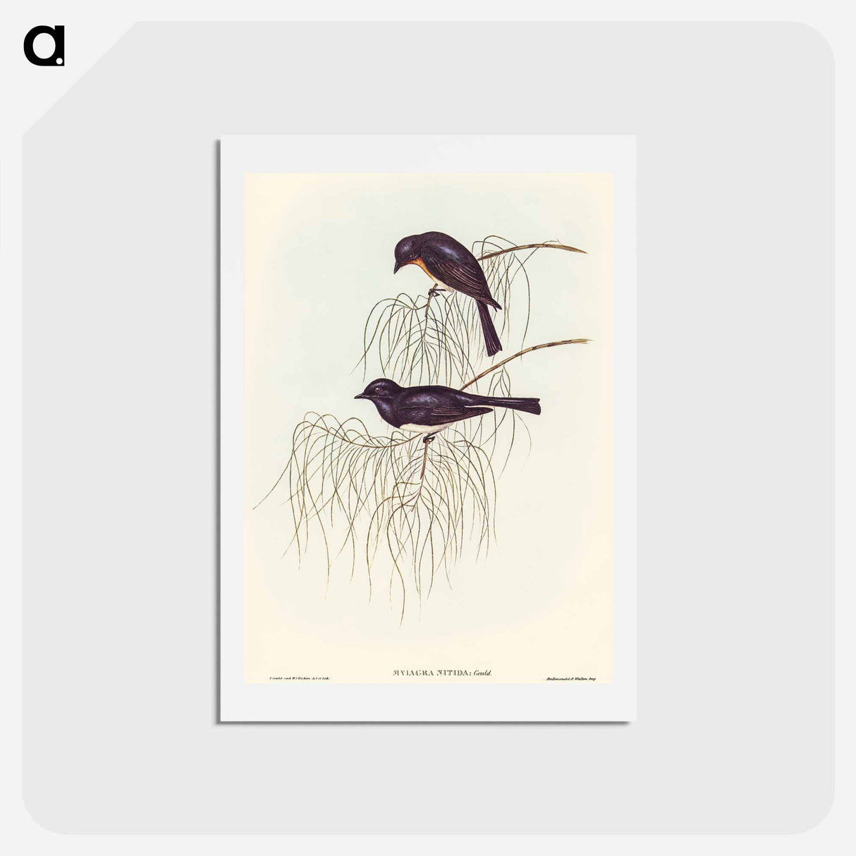 アートポストカード-Shining Flycatcher
- オーストラリアの鳥 Postcard.