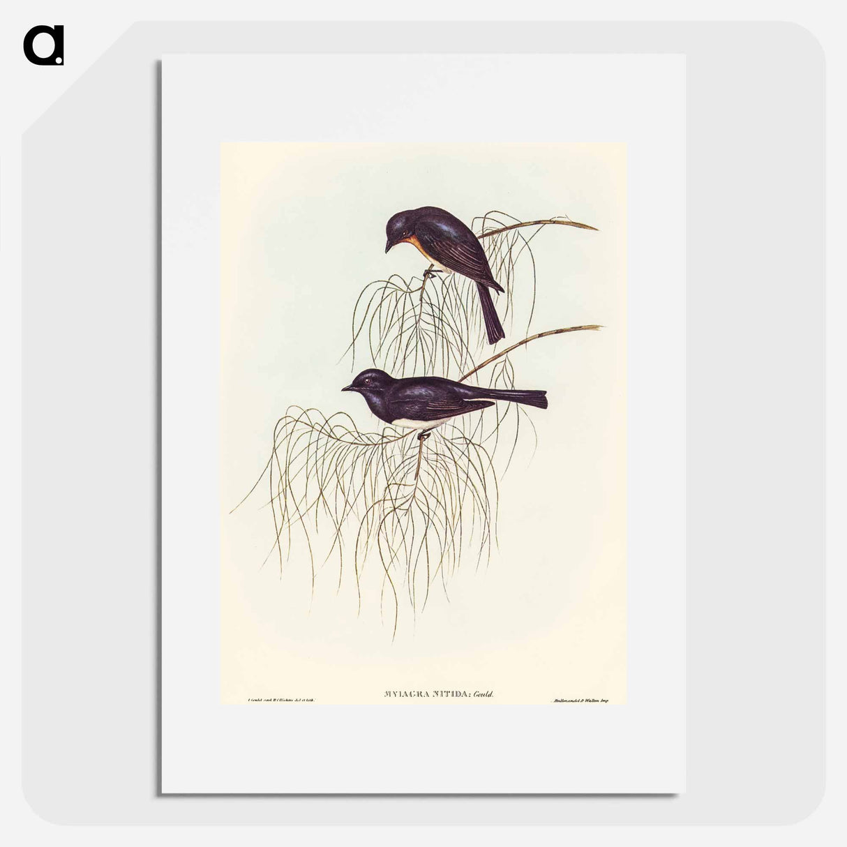 Shining Flycatcher
- オーストラリアの鳥 Poster.