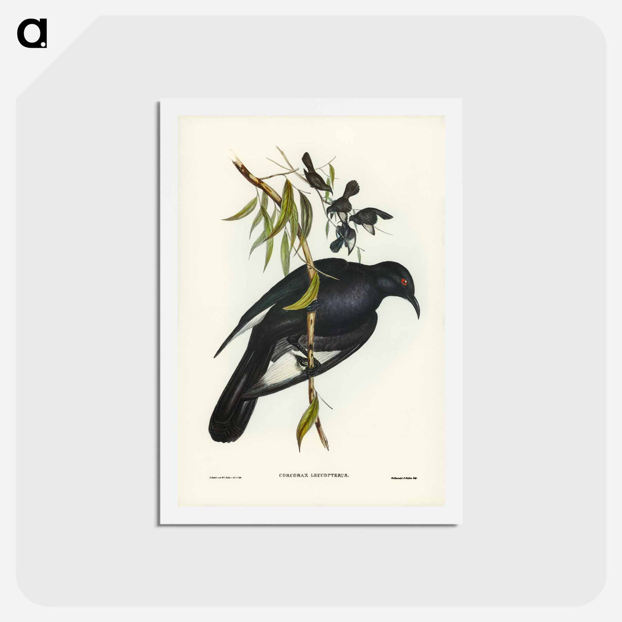 アートポストカード-White-winged Chough
- ジョン グールド Postcard.