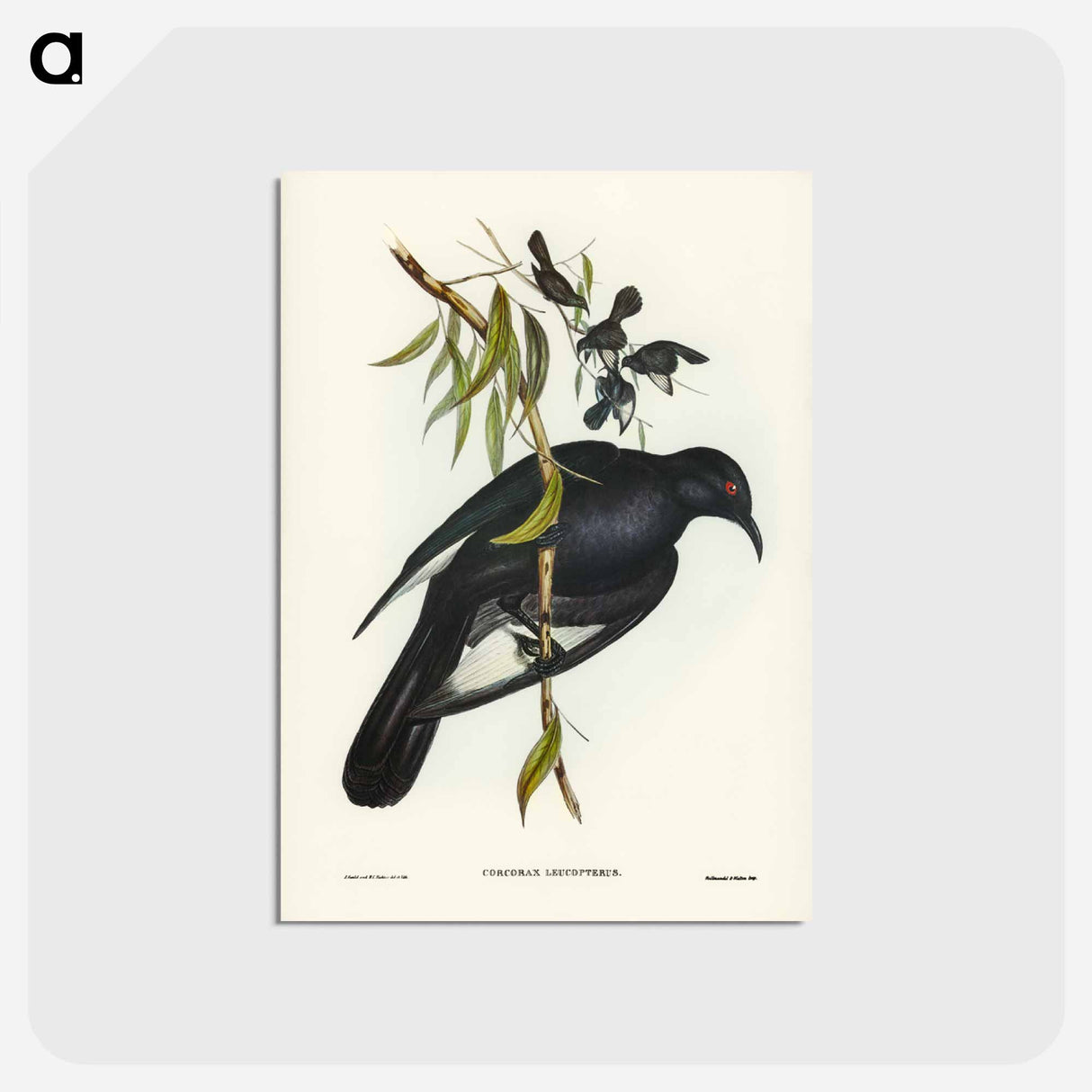 アートポストカード-White-winged Chough
- ジョン グールド Postcard.
