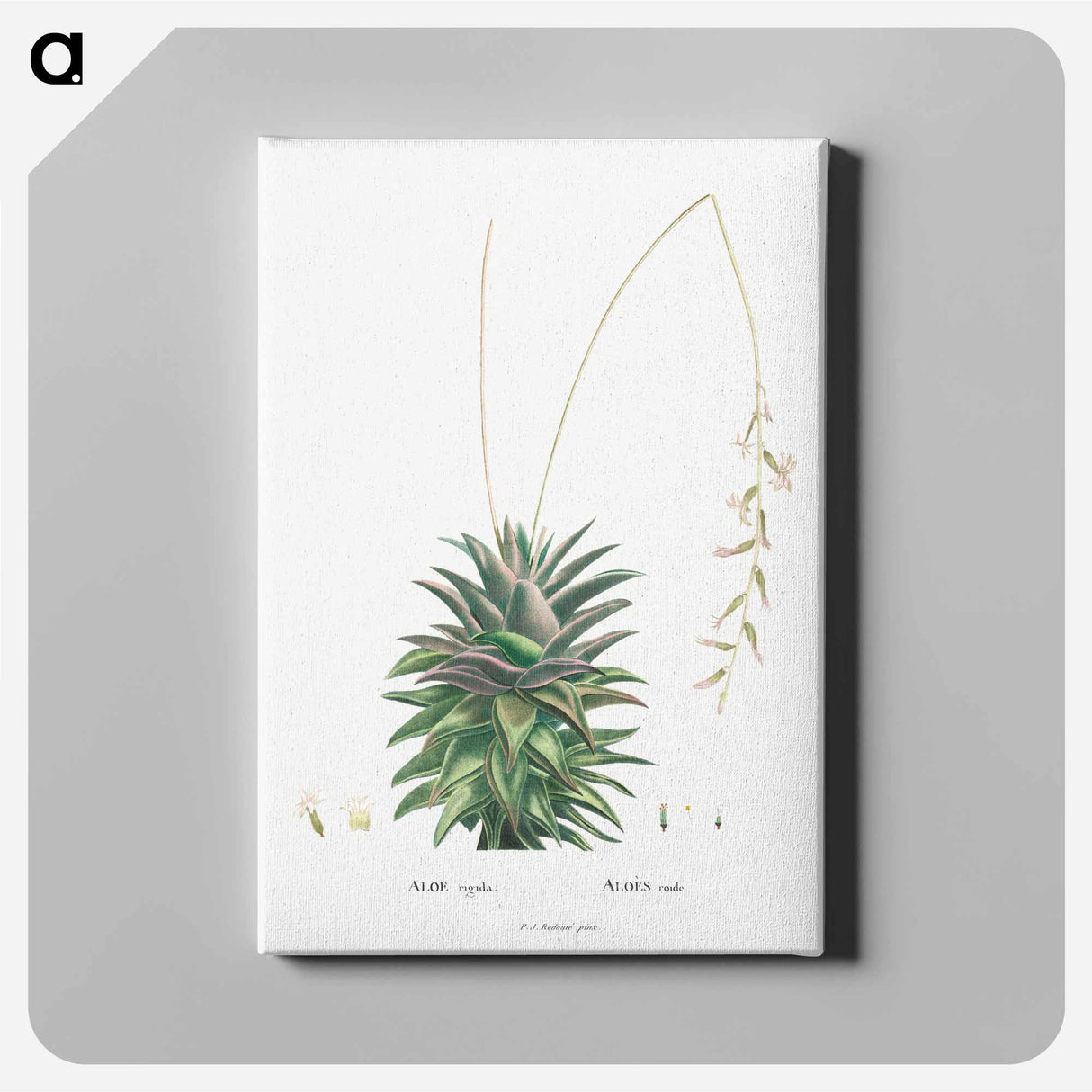 Aloe Rigida - Pierre Joseph Redouté Canvas.