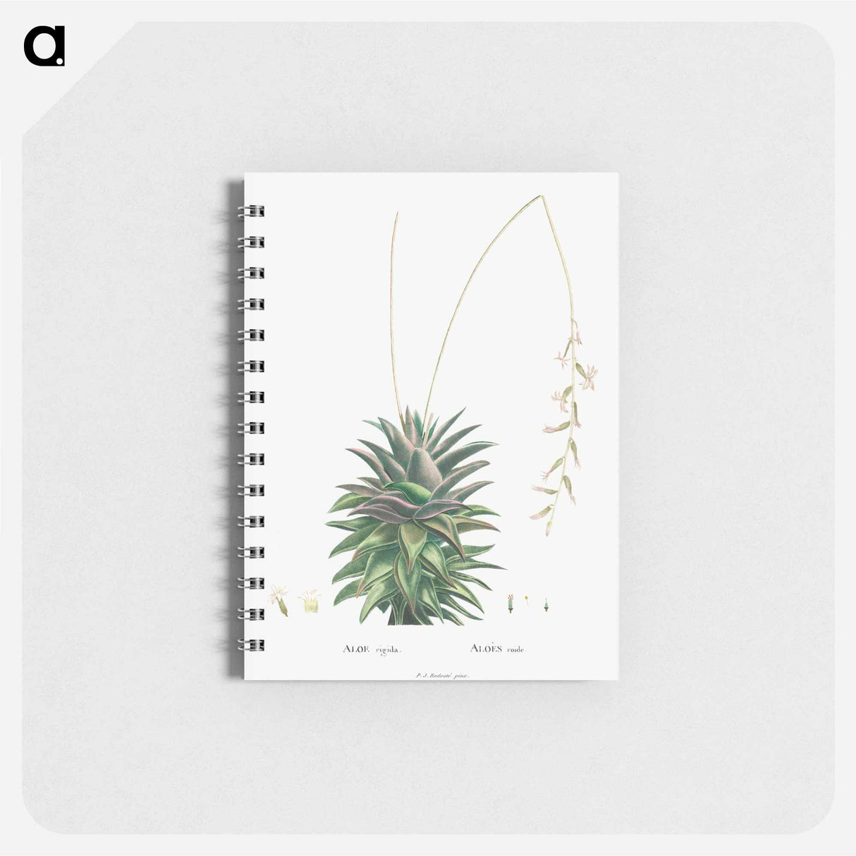 Aloe Rigida - ピエール ジョゼフ ルドゥーテ Memo.