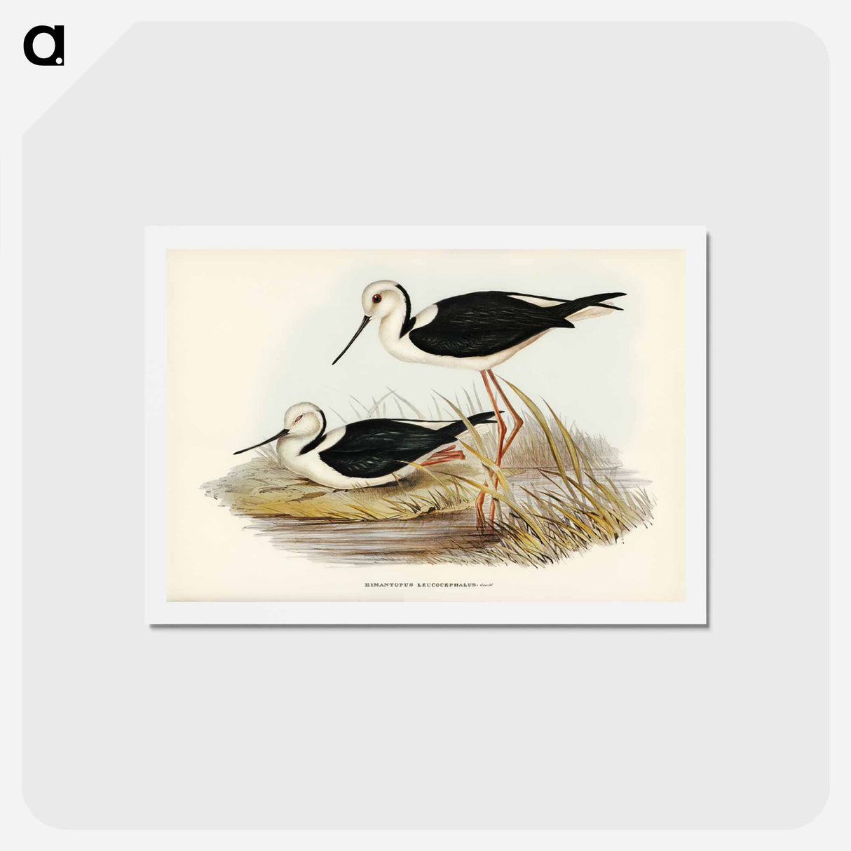 アートポストカード-White-headed Stilt
- ジョン グールド Postcard.