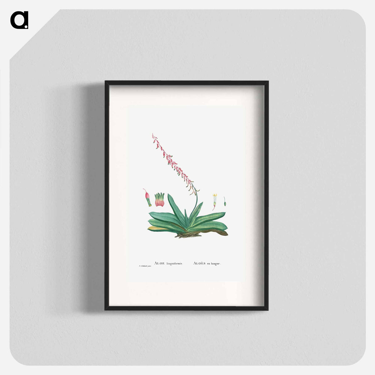 アートポスター-Aloe Linguiformis (Cow's Tongue) - ピエール ジョゼフ ルドゥーテ Poster.