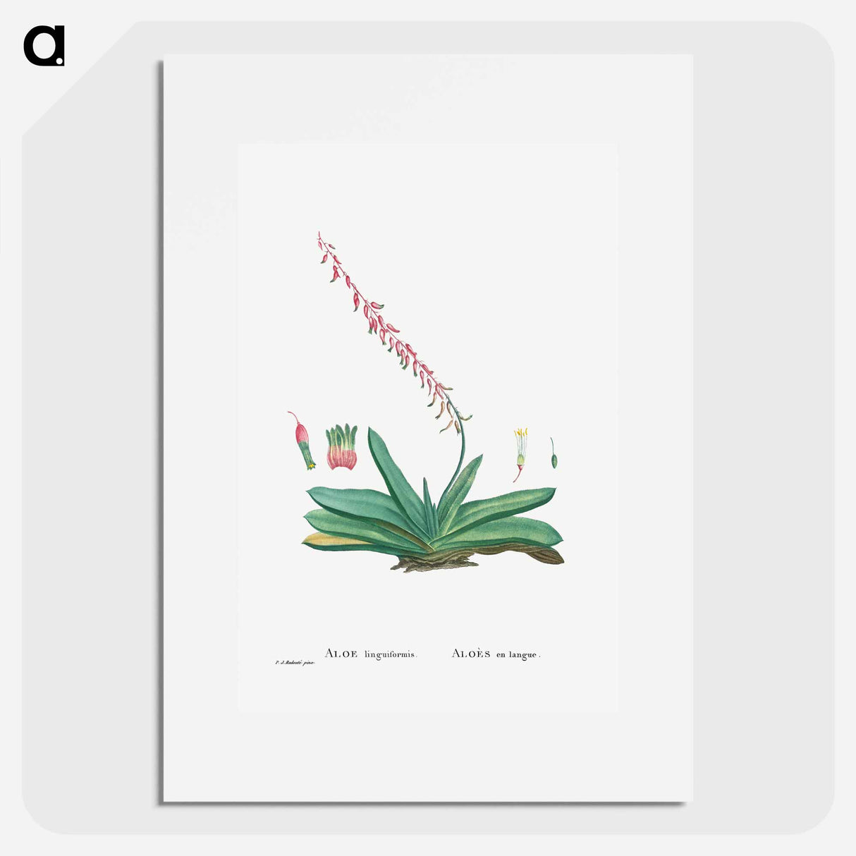 アートポスター-Aloe Linguiformis (Cow's Tongue) - ピエール ジョゼフ ルドゥーテ Poster.