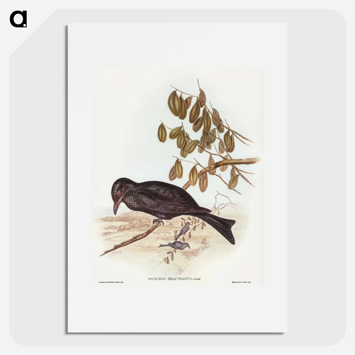 アートポスター-Spangled Drongo
- オーストラリアの鳥 Poster.