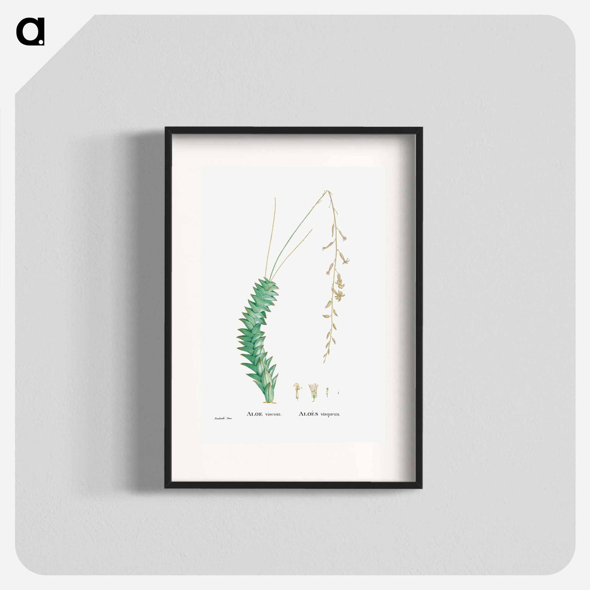 アートポスター-Aloe Viscosa - ピエール ジョゼフ ルドゥーテ Poster.