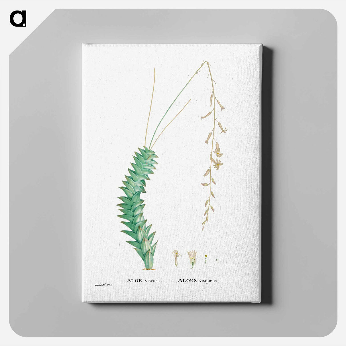 アートパネル-Aloe Viscosa - ピエール ジョゼフ ルドゥーテ Canvas.
