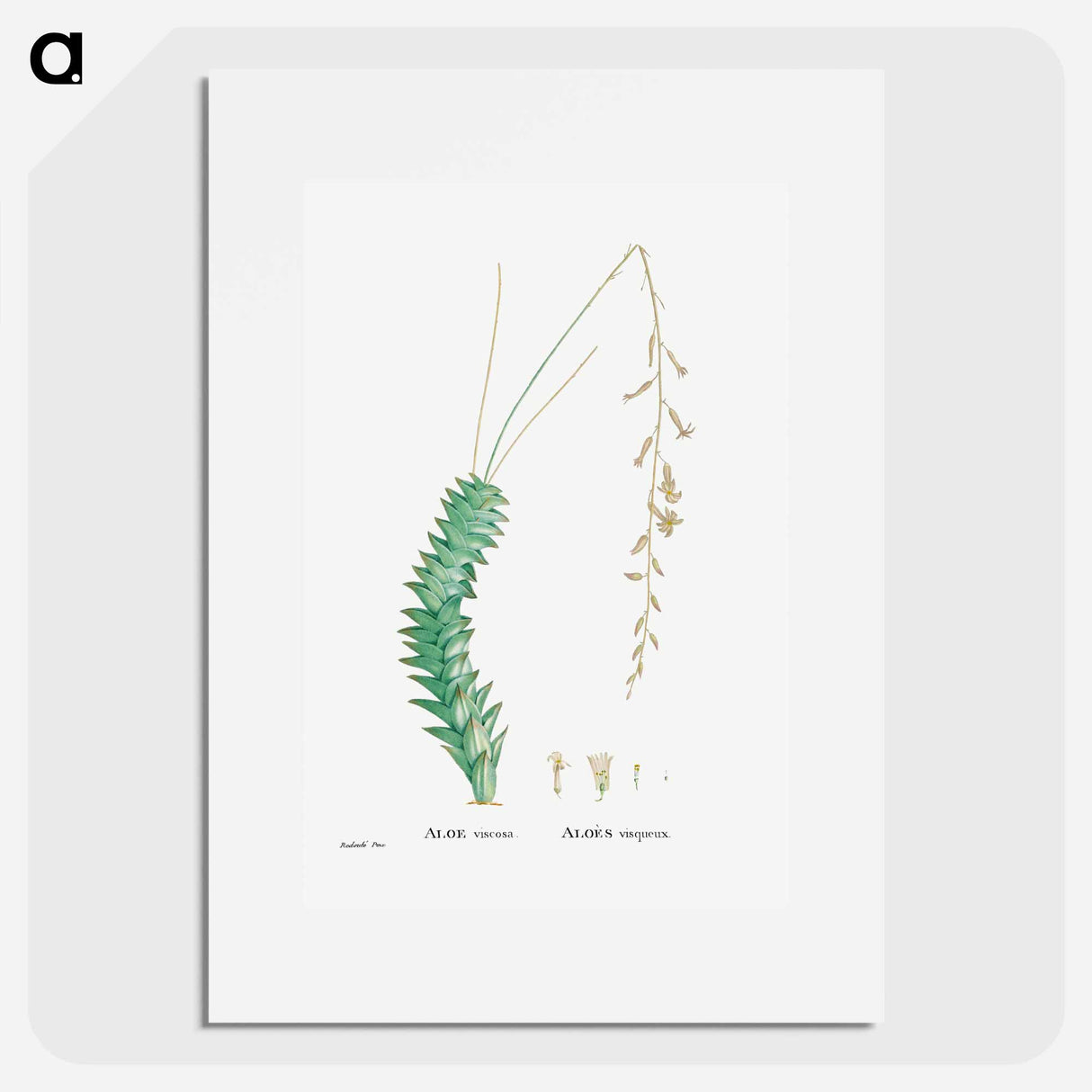 アートポスター-Aloe Viscosa - ピエール ジョゼフ ルドゥーテ Poster.