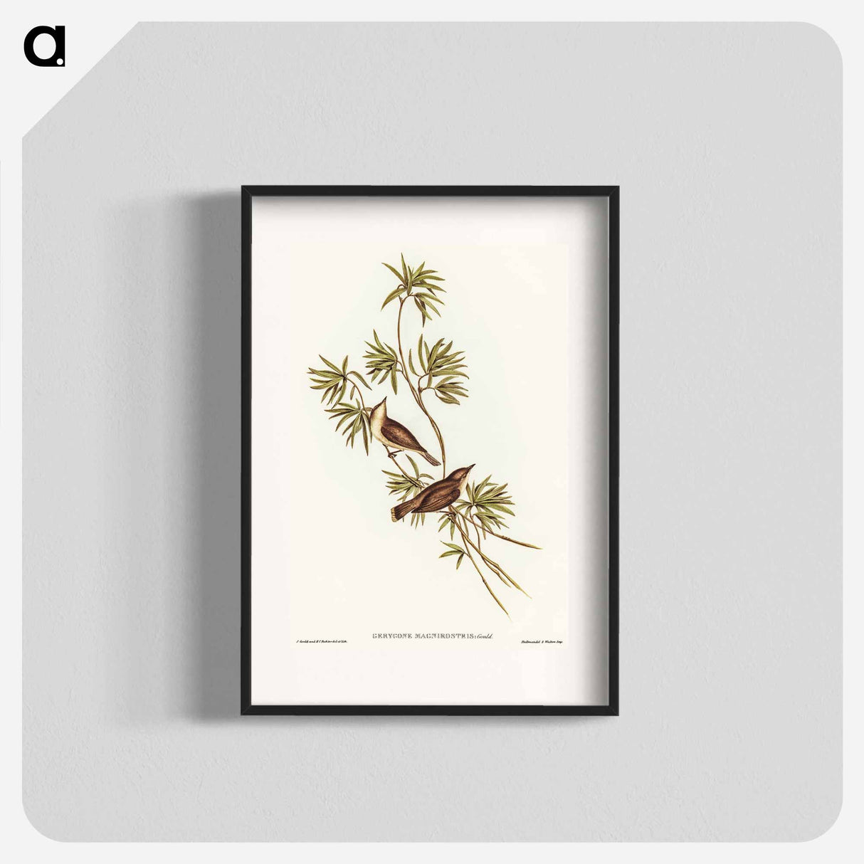 Great-billed Gerygone
- オーストラリアの鳥 Poster.