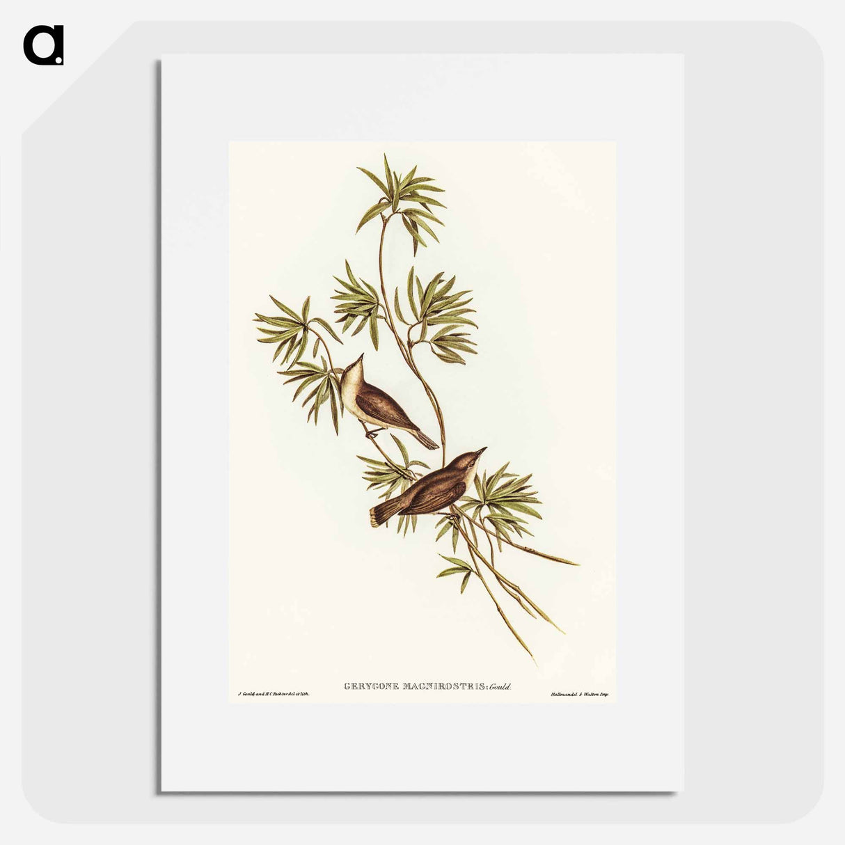 アートポスター-Great-billed Gerygone
- オーストラリアの鳥 Poster.