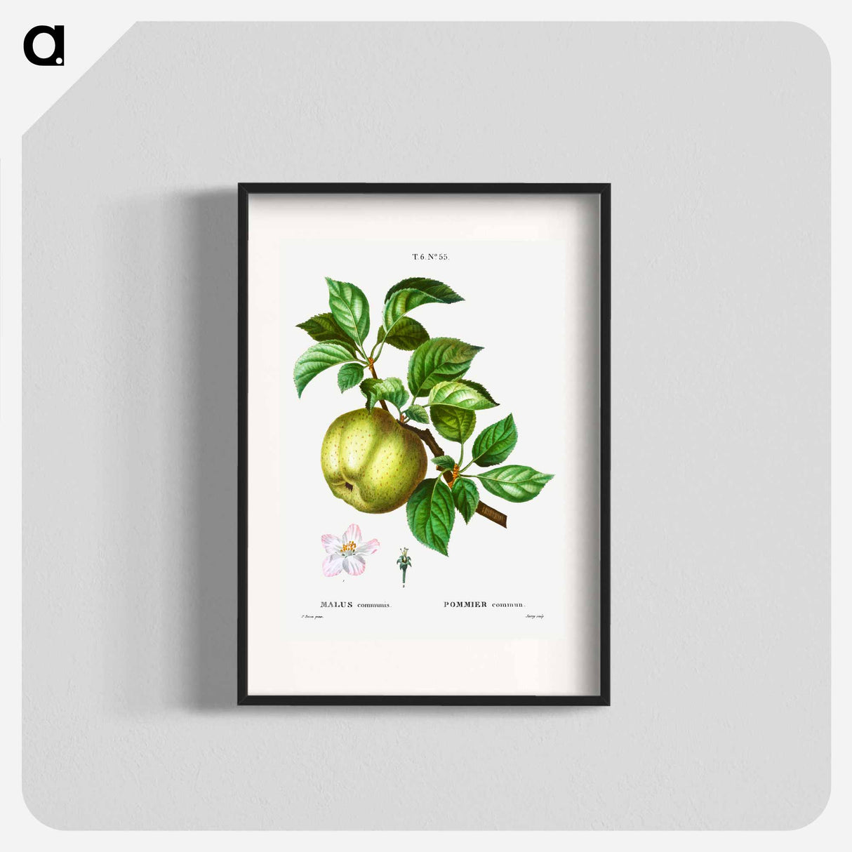 アートポスター-Apple - ピエール ジョゼフ ルドゥーテ Poster.