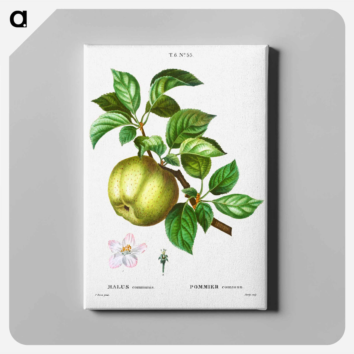 Apple - Pierre-Joseph Redouté Canvas.