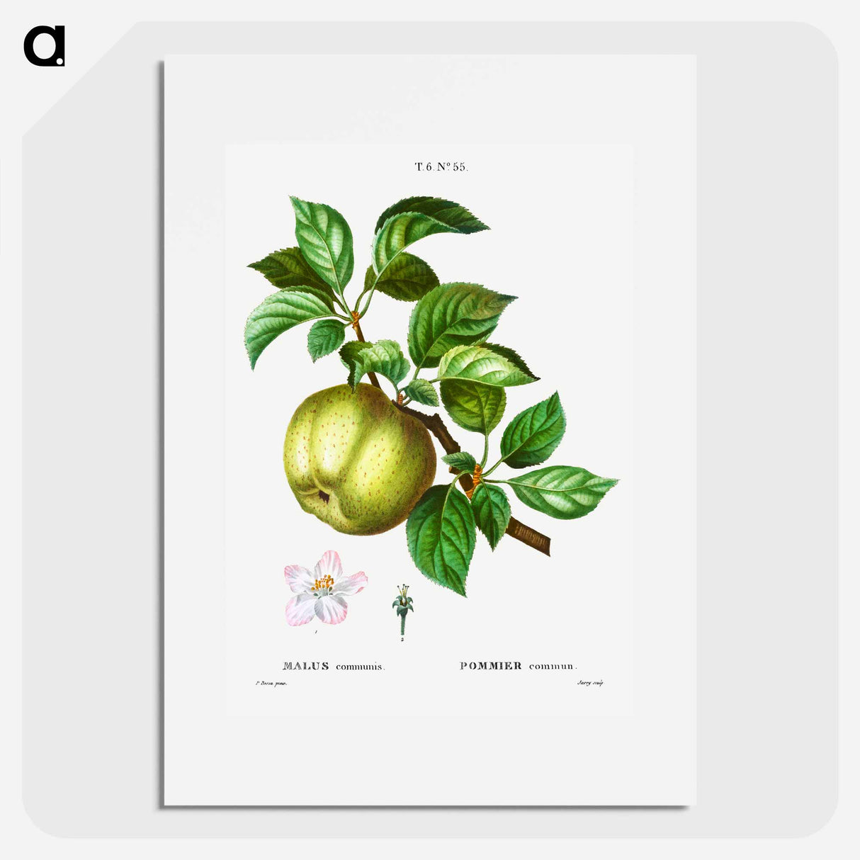 Apple - Pierre Joseph Redouté Poster.