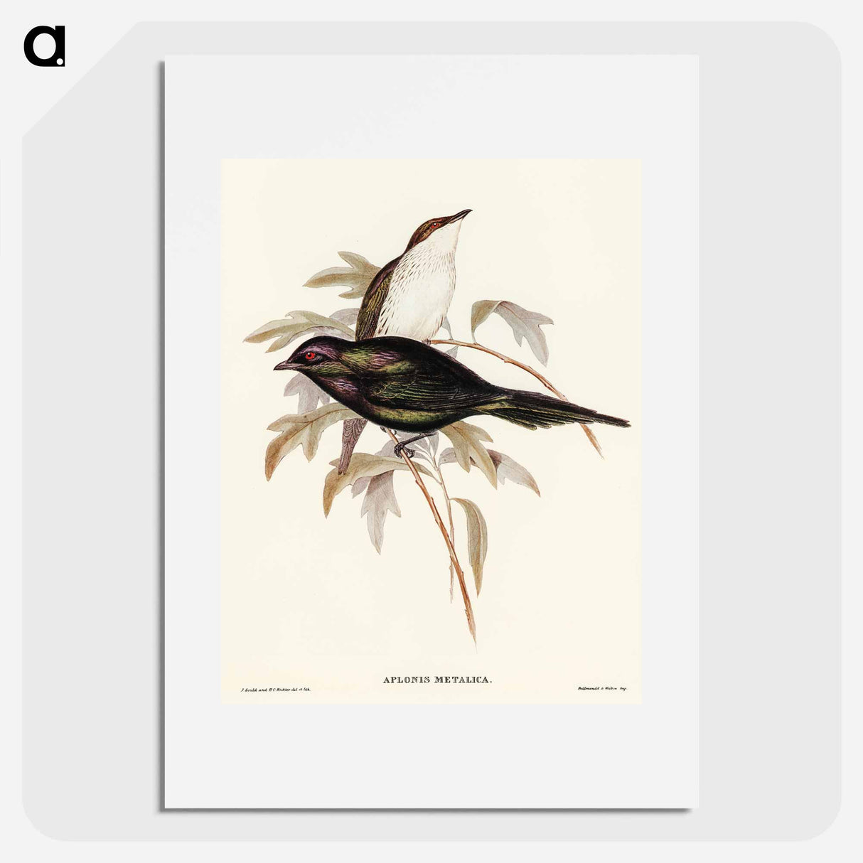 アートポスター-Shining Starling
- オーストラリアの鳥 Poster.