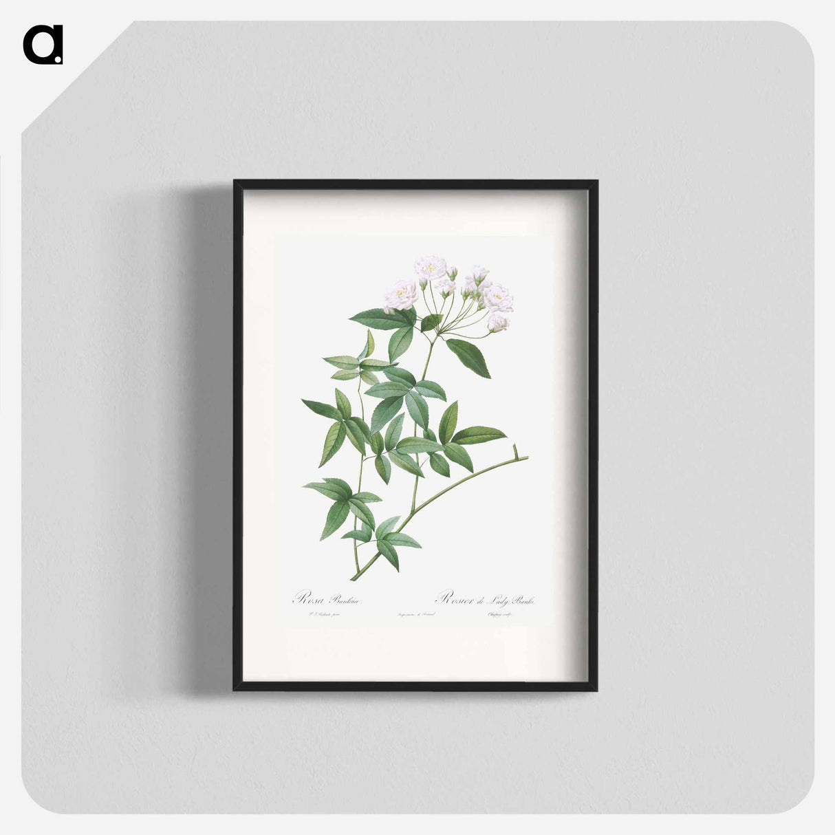 Lady Bank's rose - Pierre Joseph Redouté Poster.