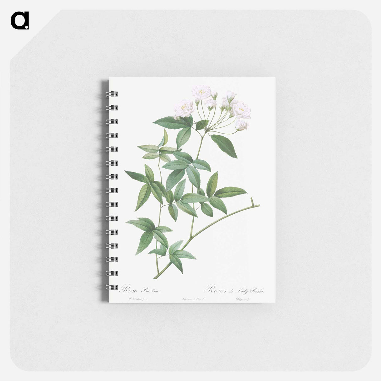 Lady Bank's rose - ピエール ジョゼフ ルドゥーテ Memo.