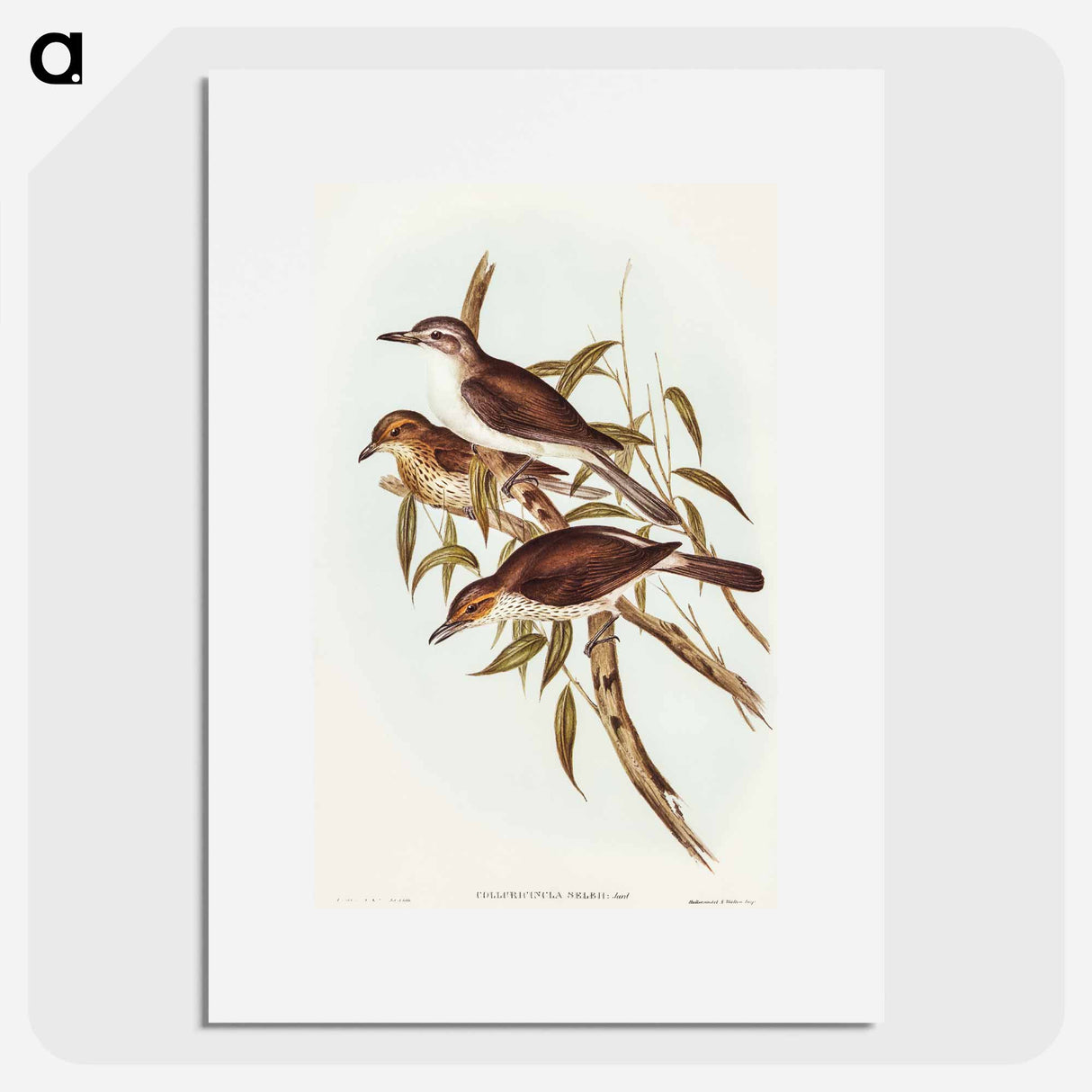 アートポスター-Selby's Colluricincla
- オーストラリアの鳥 Poster.