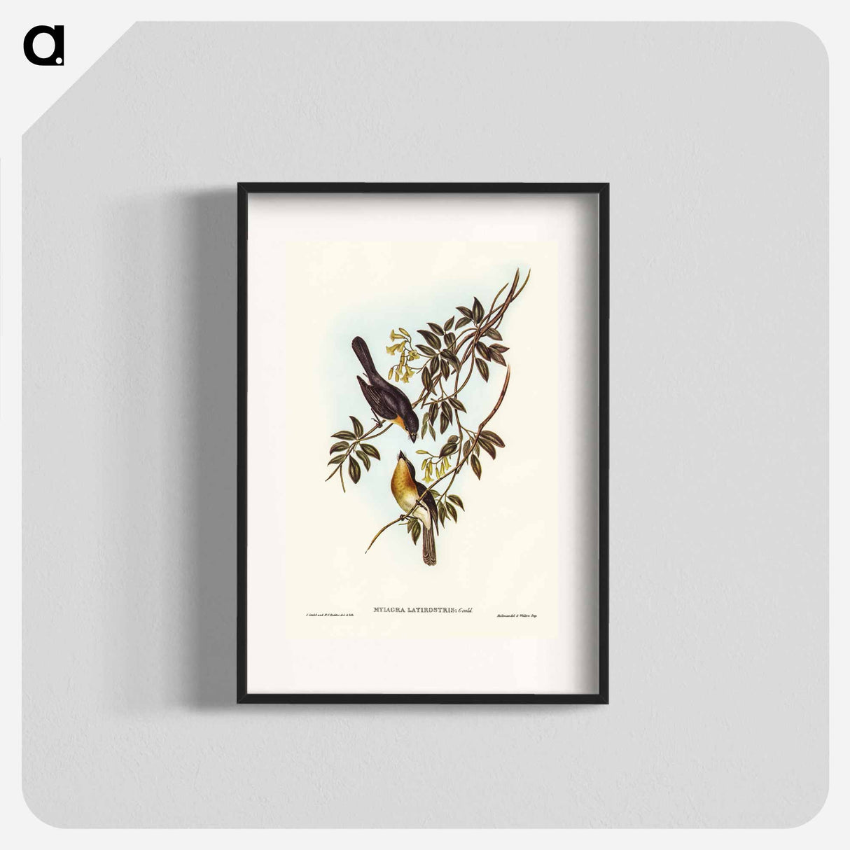 アートポスター-Broad-billed Flycatcher
- ジョン グールド Poster.