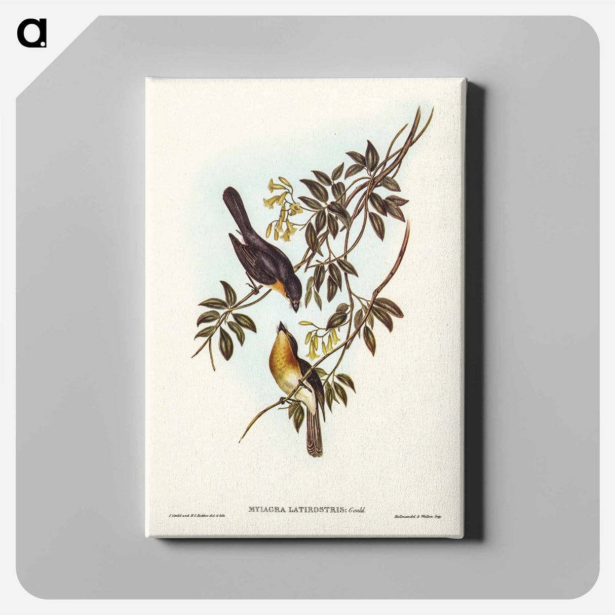 アートパネル-Broad-billed Flycatcher
- ジョン グールド Canvas.