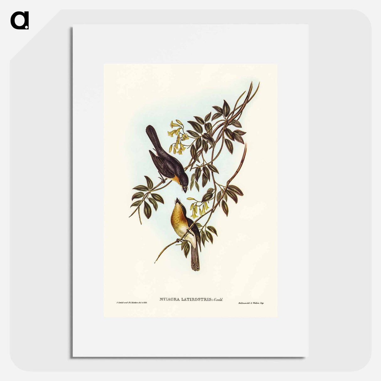 アートポスター-Broad-billed Flycatcher
- ジョン グールド Poster.